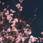 MEDION DIGITAL CAMERA