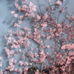 MEDION DIGITAL CAMERA